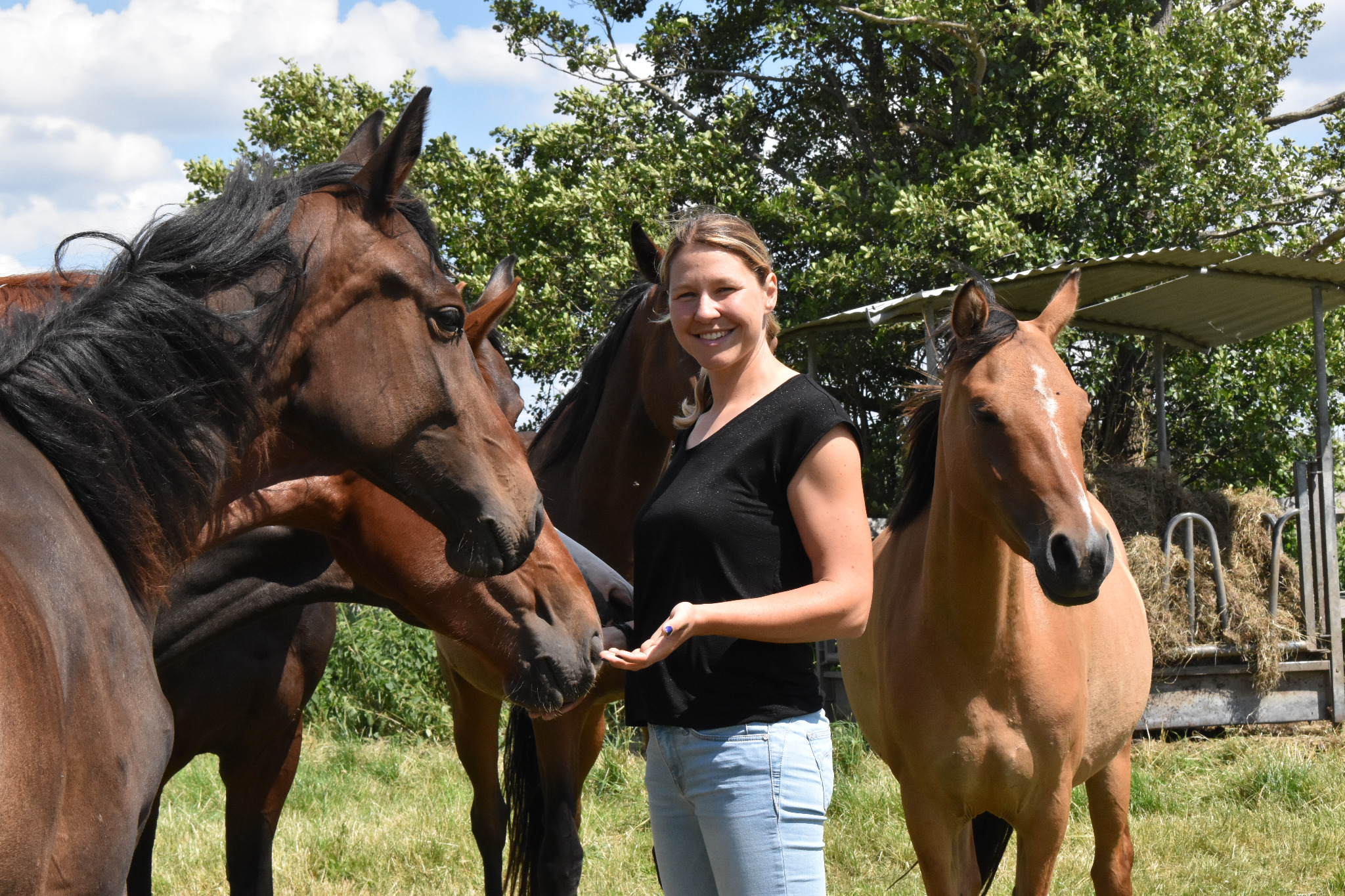 Pferde des Reitstalls in der Herde